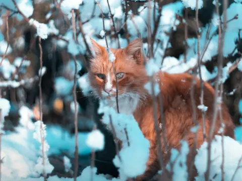 A ginger cat among snow-covered branches