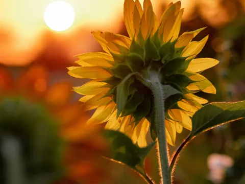 Backlit yellow sunflower petals glowing in warm sunlight